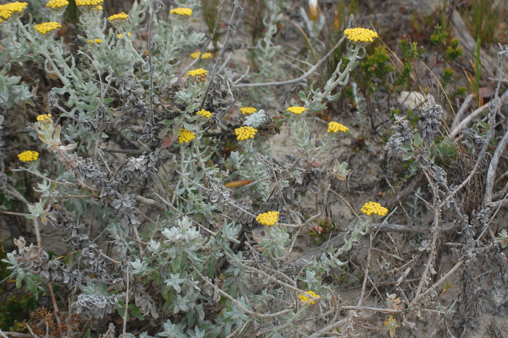 dal Sud Africa: Helichrysum dasyanthum (Asteraceae)